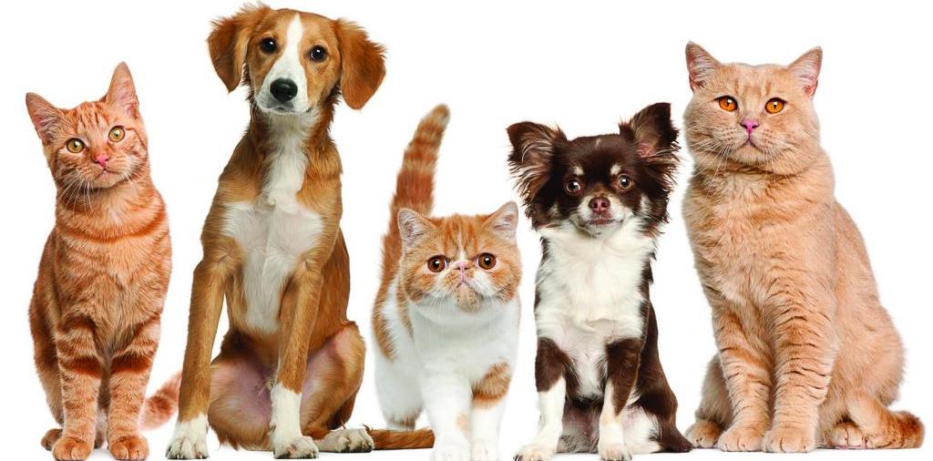 Доска объявлений о животных | ЗооТом - продажа, вязка и услуги для животных в Коммунаре