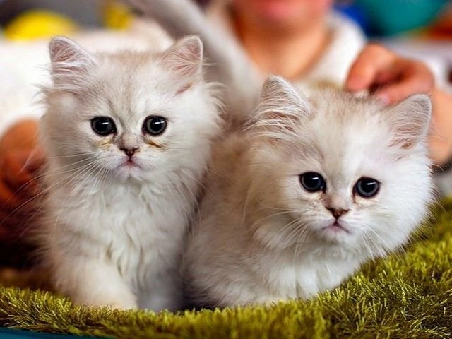 Породы кошек в Коммунаре | ЗооТом портал о животных