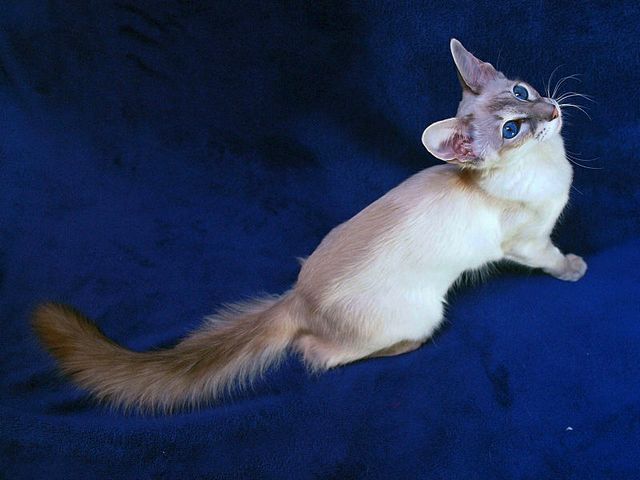 Выведенные породы кошек в Коммунаре | ЗооТом портал о животных