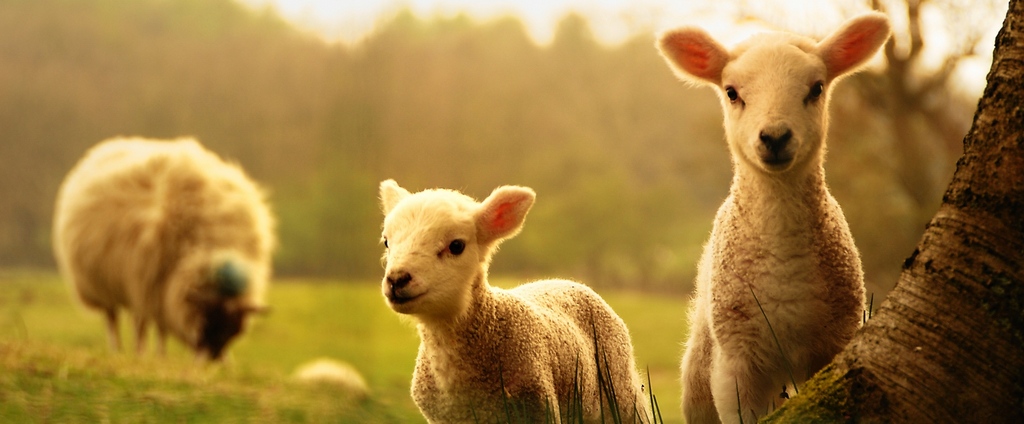 Объявления о сельскохозяйственных животных | ЗооТом - продажа, вязка и услуги для животных в Коммунаре