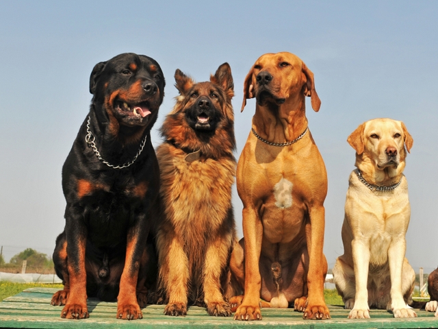 Крупные породы собак в Коммунаре | ЗооТом портал о животных